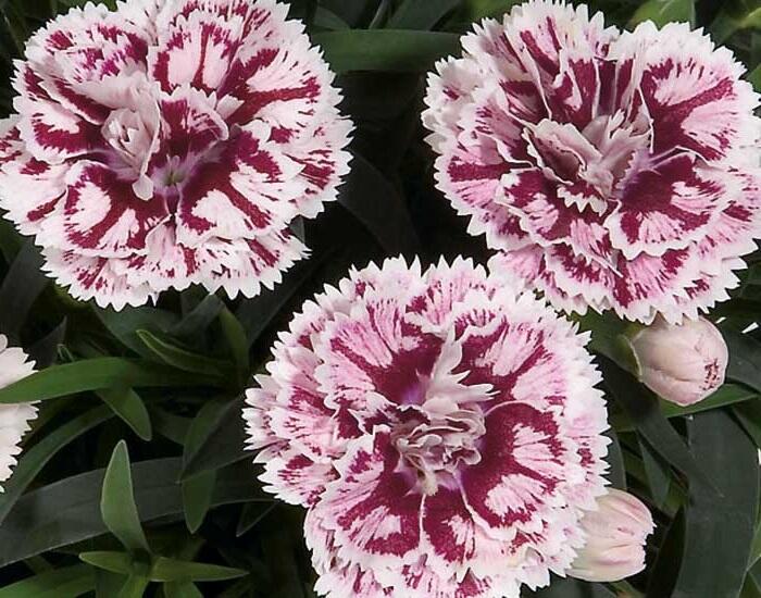 Hvozdík karafiát 'DiaDeur® Sissy' - Dianthus caryophyllus 'DiaDeur® Sissy'