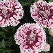 Hvozdík karafiát 'DiaDeur® Sissy' - Dianthus caryophyllus 'DiaDeur® Sissy'