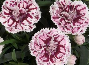 Hvozdík karafiát 'DiaDeur® Sissy' - Dianthus caryophyllus 'DiaDeur® Sissy'