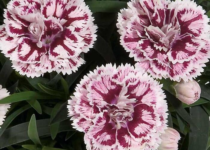 Hvozdík karafiát 'DiaDeur® Sissy' - Dianthus caryophyllus 'DiaDeur® Sissy'