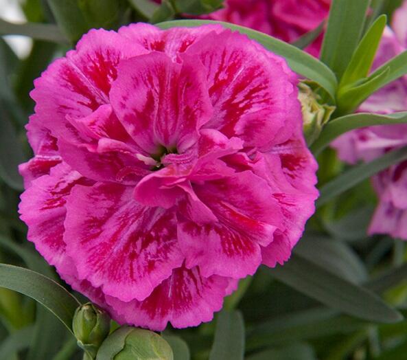 Hvozdík karafiát 'DiaDeur® Marie' - Dianthus caryophyllus 'DiaDeur® Marie'