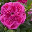 Hvozdík karafiát 'DiaDeur® Marie' - Dianthus caryophyllus 'DiaDeur® Marie'