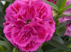 Hvozdík karafiát 'DiaDeur® Marie' - Dianthus caryophyllus 'DiaDeur® Marie'