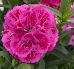 Hvozdík karafiát 'DiaDeur® Marie' - Dianthus caryophyllus 'DiaDeur® Marie'