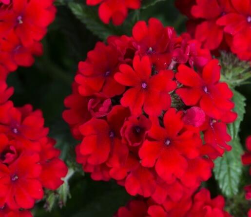 Verbena, sporýš 'Summer Dreams Dark Red' - Verbena hybrida 'Summer Dreams Dark Red'