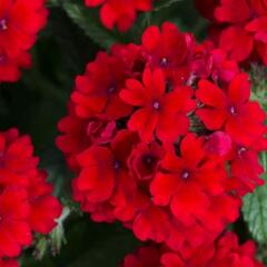Verbena, sporýš 'Summer Dreams Dark Red' - Verbena hybrida 'Summer Dreams Dark Red'