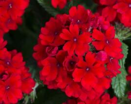 Sporýš 'Summer Dreams Dark Red'