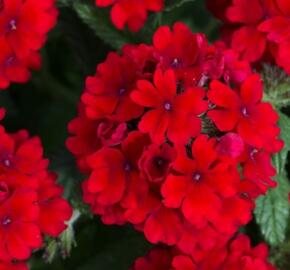 Verbena, sporýš 'Summer Dreams Dark Red' - Verbena hybrida 'Summer Dreams Dark Red'