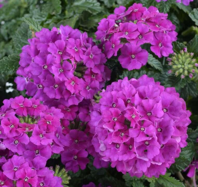 Verbena, sporýš 'Vanessa Violet' - Verbena hybrida 'Vanessa Violet'