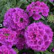 Sporýš 'Vanessa Violet' - Verbena hybrida 'Vanessa Violet'