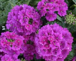 Sporýš 'Vanessa Violet'