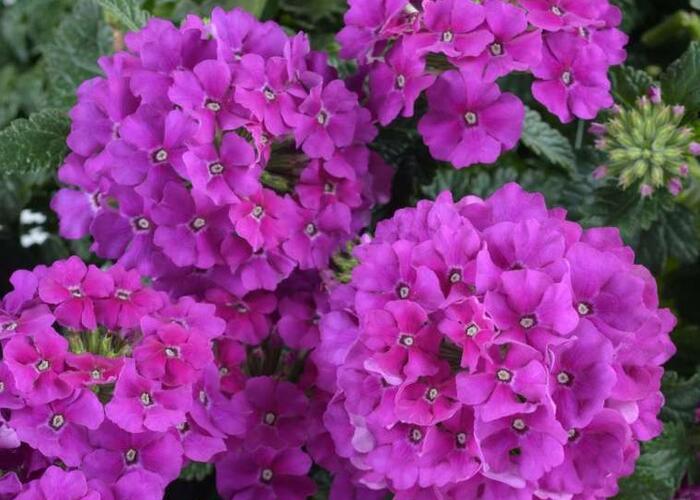 Verbena, sporýš 'Vanessa Violet' - Verbena hybrida 'Vanessa Violet'