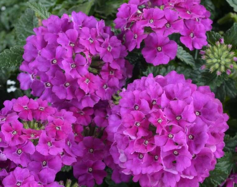 Sporýš 'Vanessa Violet' - Verbena hybrida 'Vanessa Violet'