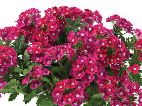 Verbena, sporýš 'Vanessa Dark Pink' - Verbena hybrida 'Vanessa Dark Pink'