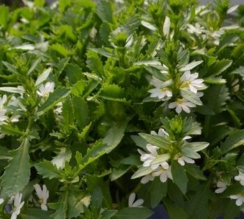 Vějířovka nezlomná 'White Touch' - Scaevola aemula 'White Touch'