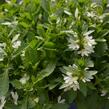 Vějířovka nezlomná 'White Touch' - Scaevola aemula 'White Touch'