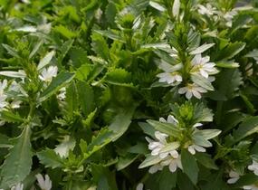 Vějířovka nezlomná 'Touch White' - Scaevola aemula 'Touch White'