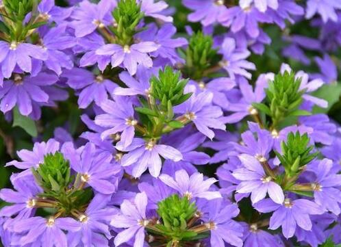 Vějířovka nezlomná 'Indigo Touch' - Scaevola aemula 'Indigo Touch'