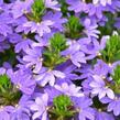Vějířovka nezlomná 'Indigo Touch' - Scaevola aemula 'Indigo Touch'