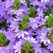 Vějířovka nezlomná 'Indigo Touch' - Scaevola aemula 'Indigo Touch'