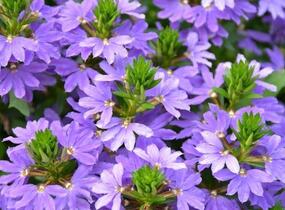 Vějířovka nezlomná 'Touch Indigo' - Scaevola aemula 'Touch Indigo'
