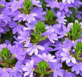 Vějířovka nezlomná 'Indigo Touch' - Scaevola aemula 'Indigo Touch'