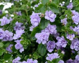 Bakopa 'Scopia Double Lavender'