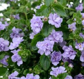 Bakopa 'Scopia Double Lavender' - Sutera diffusus 'Scopia Double Lavender'