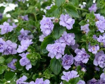 Bakopa 'Scopia Double Lavender'