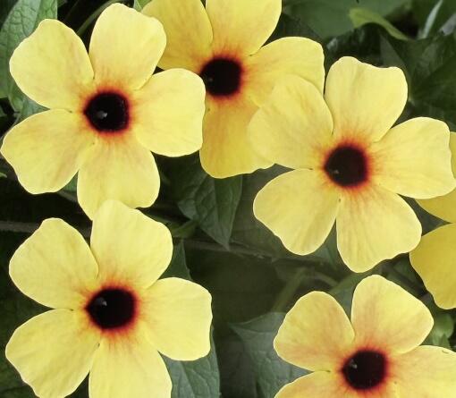 Smatavka, thunbergie křídlatá 'Sunny Susy Terracota' - Thunbergia alata 'Sunny Susy Terracota'