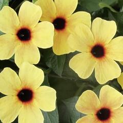 Smatavka, thunbergie křídlatá 'Sunny Susy Terracota' - Thunbergia alata 'Sunny Susy Terracota'