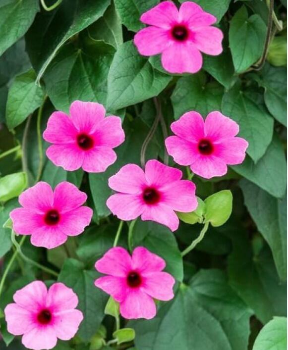 Smatavka, thunbergie křídlatá 'Sunny Susy Rose Sensation' - Thunbergia alata 'Sunny Susy Rose Sensation'