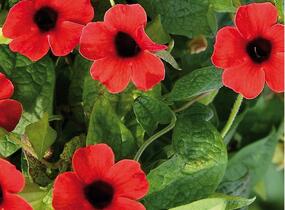 Smatavka, thunbergie křídlatá 'Sunny Susy Brownie' - Thunbergia alata 'Sunny Susy Brownie'