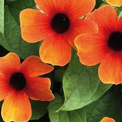 Smatavka, thunbergie křídlatá 'Susy Glow' - Thunbergia alata 'Susy Glow'