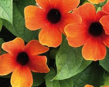 Smatavka, thunbergie křídlatá 'Susy Glow'