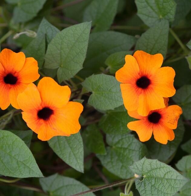 Smatavka, thunbergie křídlatá 'Sunny Susy Red-Orange' - Thunbergia alata 'Sunny Susy Red-Orange'