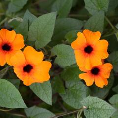 Smatavka, thunbergie křídlatá 'Sunny Susy Red-Orange' - Thunbergia alata 'Sunny Susy Red-Orange'