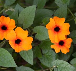 Smatavka, thunbergie křídlatá 'Sunny Susy Red-Orange' - Thunbergia alata 'Sunny Susy Red-Orange'