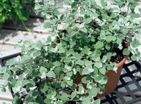 Smil 'Silver Super Compact' - Helichrysum petiolare 'Silver Super Compact'