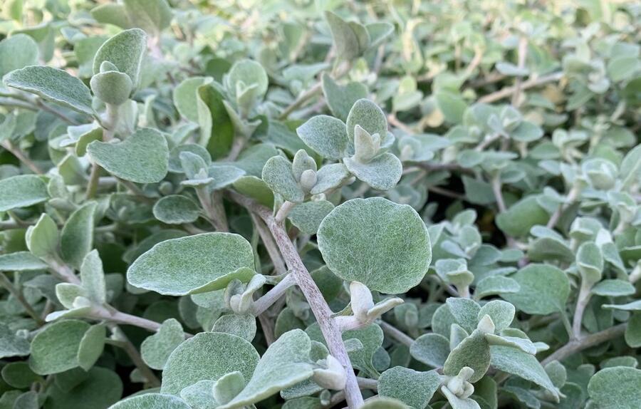 Smil 'Moes Silver' - Helichrysum petiolare 'Moes Silver'