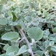 Smil 'Moes Silver' - Helichrysum petiolare 'Moes Silver'