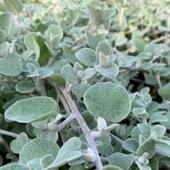 Smil 'Moes Silver' - Helichrysum petiolare 'Moes Silver'