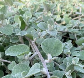 Smil 'Moes Silver' - Helichrysum petiolare 'Moes Silver'