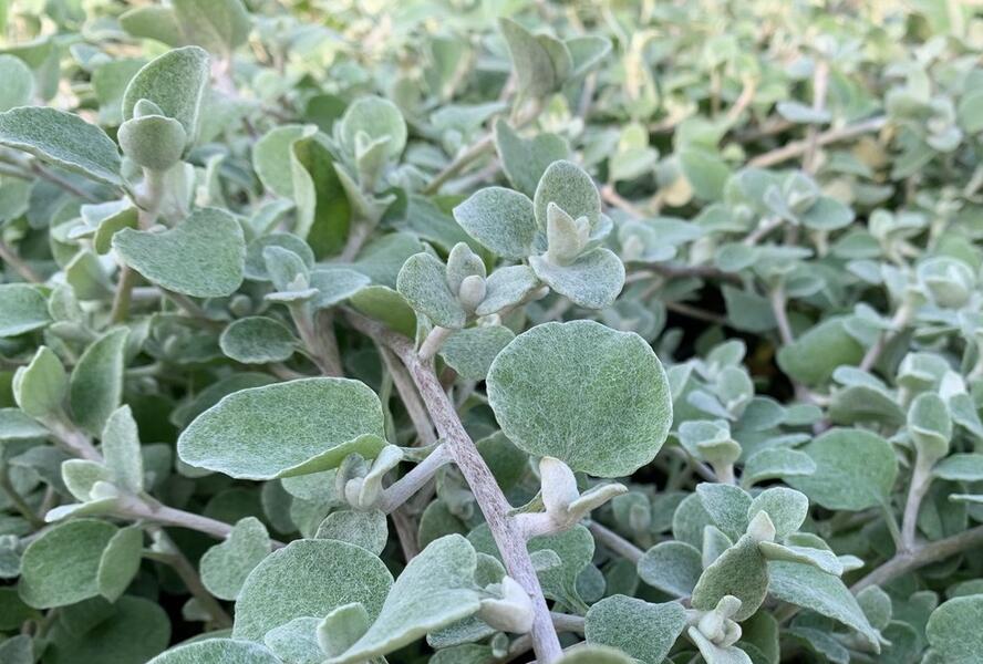 Smil 'Moes Silver' - Helichrysum petiolare 'Moes Silver'