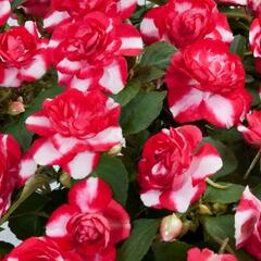 Netýkavka turecká 'Musica Bicolor Dark Red' - Impatiens walleriana 'Musica Bicolor Dark Red'