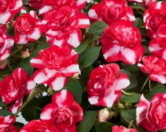 Netýkavka, balzamína turecká 'Musica Bicolor Dark Red' - Impatiens walleriana 'Musica Bicolor Dark Red'