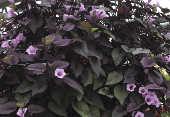 Povíjnice batátová 'Sunpuma Purple' - Ipomoea batatas 'Sunpuma Purple'