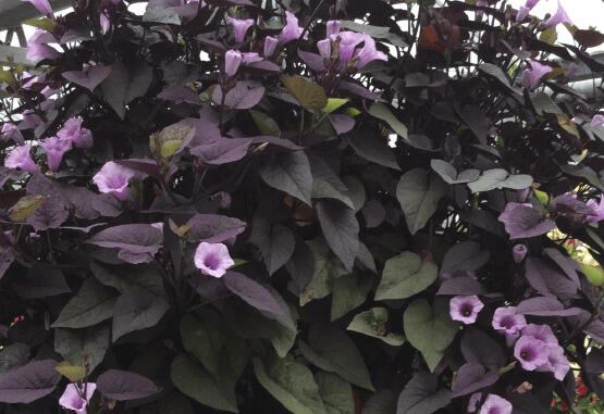 Povíjnice batátová 'Sunpuma Purple' - Ipomoea batatas 'Sunpuma Purple'
