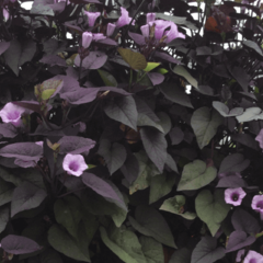 Povíjnice batátová 'Sunpuma Purple' - Ipomoea batatas 'Sunpuma Purple'