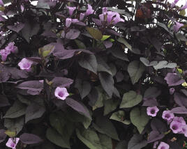 Povíjnice batátová 'Sunpuma Purple'